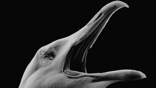How <i>The Lighthouse</i>'s Seagulls Got Ready for Their Closeup